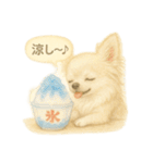 ふわふわチワワの夏スタンプ（個別スタンプ：38）
