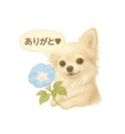 ふわふわチワワの夏スタンプ（個別スタンプ：39）