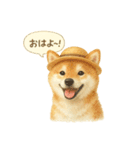柴犬の夏だより（個別スタンプ：1）