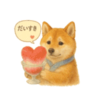 柴犬の夏だより（個別スタンプ：11）