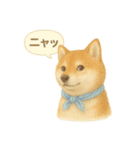 柴犬の夏だより（個別スタンプ：12）