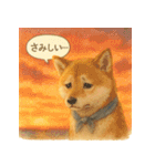 柴犬の夏だより（個別スタンプ：13）