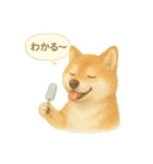 柴犬の夏だより（個別スタンプ：20）