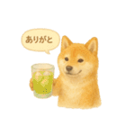 柴犬の夏だより（個別スタンプ：24）