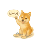 柴犬の夏だより（個別スタンプ：26）