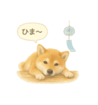 柴犬の夏だより（個別スタンプ：33）