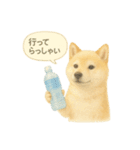 柴犬の夏だより（個別スタンプ：34）