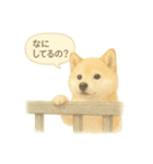 柴犬の夏だより（個別スタンプ：36）