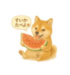 柴犬の夏だより（個別スタンプ：38）