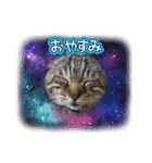 顔デカ猫トラ（個別スタンプ：1）