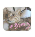 顔デカ猫トラ（個別スタンプ：6）