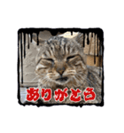 顔デカ猫トラ（個別スタンプ：7）