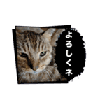 顔デカ猫トラ（個別スタンプ：9）