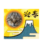 顔デカ猫トラ（個別スタンプ：16）