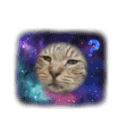 顔デカ猫トラ（個別スタンプ：22）