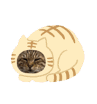 顔デカ猫トラ（個別スタンプ：23）