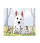 ホワイトスイスシェパードドッグ（個別スタンプ：1）