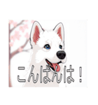ホワイトスイスシェパードドッグ（個別スタンプ：3）