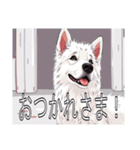 ホワイトスイスシェパードドッグ（個別スタンプ：10）