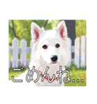 ホワイトスイスシェパードドッグ（個別スタンプ：11）