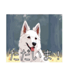 ホワイトスイスシェパードドッグ（個別スタンプ：12）