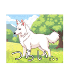 ホワイトスイスシェパードドッグ（個別スタンプ：31）