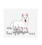 ホワイトスイスシェパードドッグ（個別スタンプ：32）