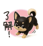 チワワたん✿3Dちびドール（個別スタンプ：1）
