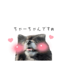 ちゃぴりる‎´•ﻌ•`（個別スタンプ：1）