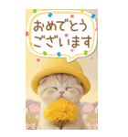 スコティッシュ猫 吹き出し 夏 BIG 敬語（個別スタンプ：10）