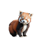 レッサーパンダ C（個別スタンプ：1）