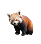 レッサーパンダ C（個別スタンプ：6）