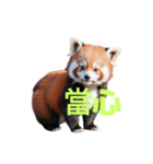レッサーパンダ C（個別スタンプ：11）