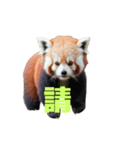 レッサーパンダ C（個別スタンプ：12）
