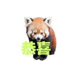 レッサーパンダ C（個別スタンプ：13）