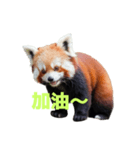 レッサーパンダ C（個別スタンプ：14）