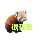 レッサーパンダ C（個別スタンプ：16）