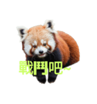レッサーパンダ C（個別スタンプ：17）