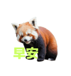 レッサーパンダ C（個別スタンプ：18）
