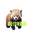 レッサーパンダ C（個別スタンプ：19）