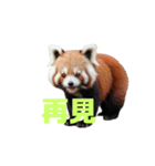 レッサーパンダ C（個別スタンプ：20）