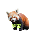 レッサーパンダ C（個別スタンプ：21）