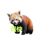 レッサーパンダ C（個別スタンプ：25）