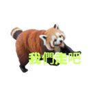 レッサーパンダ C（個別スタンプ：28）