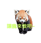 レッサーパンダ C（個別スタンプ：29）