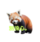 レッサーパンダ C（個別スタンプ：30）