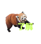 レッサーパンダ C（個別スタンプ：31）