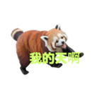 レッサーパンダ C（個別スタンプ：32）