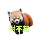 レッサーパンダ C（個別スタンプ：33）