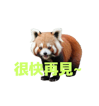 レッサーパンダ C（個別スタンプ：34）